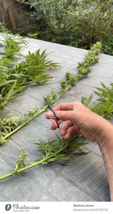 Nasses Trimmen von Cannabis, Gartentisch mit Pflanzenstängeln, Hand mit Trimmschere Cannabispflanze Unkraut Bodenbearbeitung Blume Knospen wachsen hausgemacht