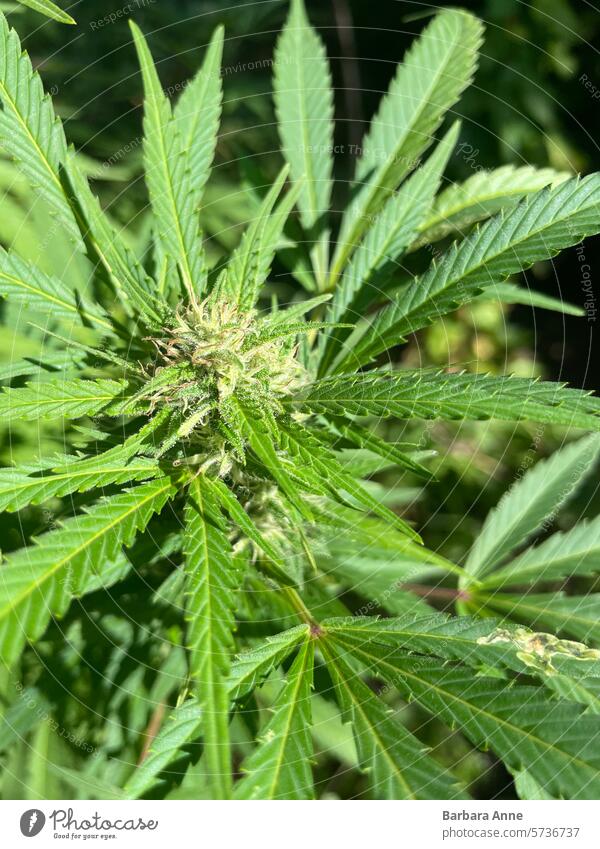 Cannabisblüte sativa Cannabispflanze Cannabis-Knospe Sativa Sativa-Blüte Sativa-Knospe medizinisch hausgemacht Outdoor-Wachstum