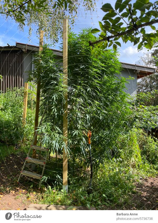 hohe Marihuanapflanze mit Haushaltsleiter zum Vergleich Cannabis Cannabispflanze Sativa Unkraut große Anlage Outdoor-Wachstum homegrow hausgemacht medizinisch