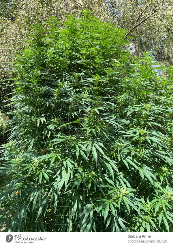 Cannabis Busch im Freien wachsen Sativa Cannabispflanze Unkraut Marihuana Outdoor-Wachstum Bodenbearbeitung selbst anbauen geheimer Garten