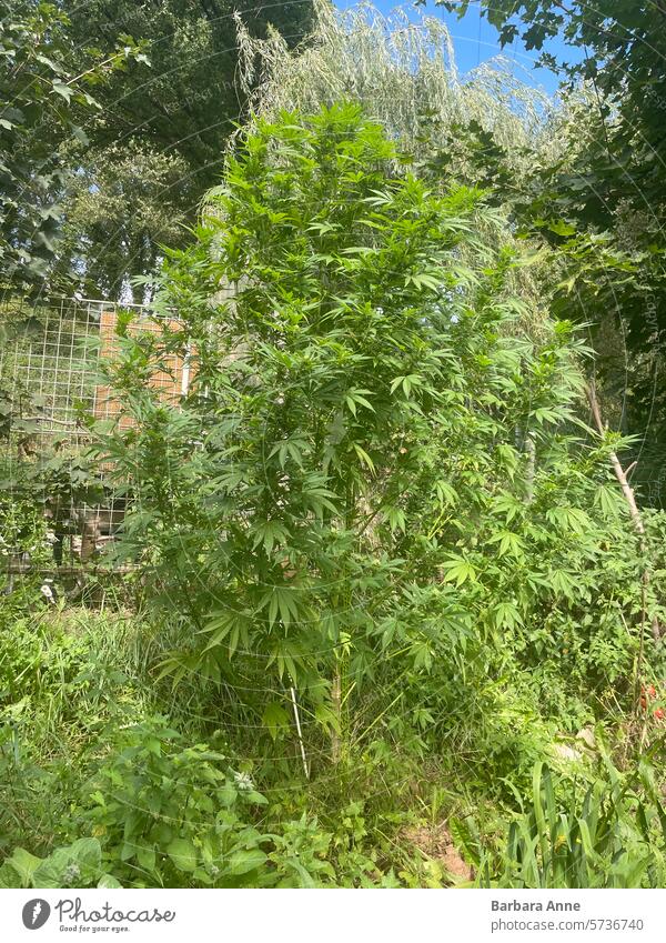 Cannabis Busch im Freien wachsen Cannabispflanze Unkraut Marihuana Outdoor-Wachstum Sativa homegrow selbst anbauen legalisieren legalisiert