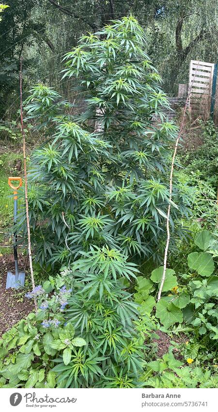 große Cannabis-Pflanze im Freien Garten Cannabispflanze Sativa Marihuana Unkraut vegetative Phase große Cannabispflanze Outdoor-Wachstum homegrow hausgemacht