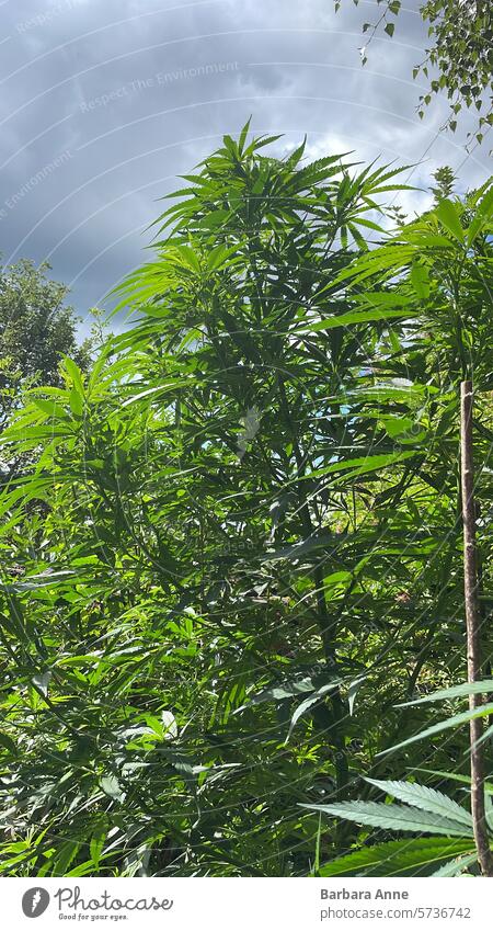 Cannabispflanze im Freien vor dramatischem Himmel Unkraut Outdoor-Wachstum hausgemacht Heimanbau Cannabis-Garten
