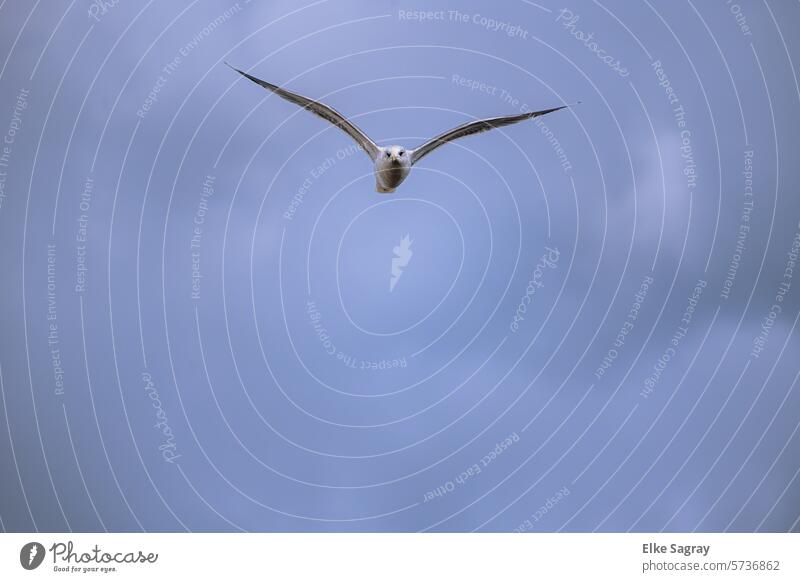 Weisse Möwe frontal im Flug -Blick in die Kamera Vogel Meer Himmel blau Freiheit Wolken Flügel fliegen weiß Außenaufnahme frei Luft Wildtier
