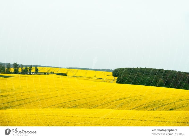 Landschaft mit Rapsfeldern in Mähren, Tschechische Republik Agribusiness Ackerbau Hintergrund schön Blüte hell Farbe Textfreiraum Ernte Tschechen Ökologie