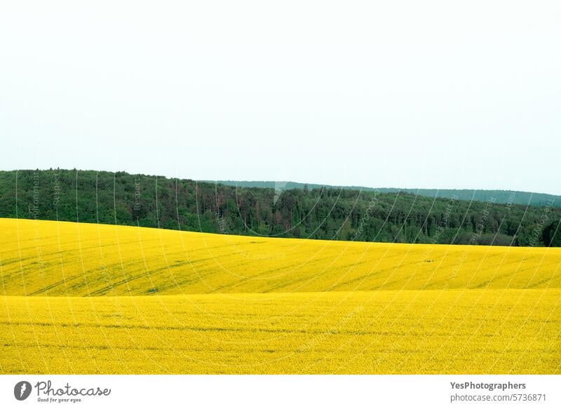 Landschaft der Rapsfelder in Mähren, Tschechische Republik Agribusiness Ackerbau Hintergrund schön Blüte hell Farbe Textfreiraum Ernte Tschechen Ökologie Umwelt