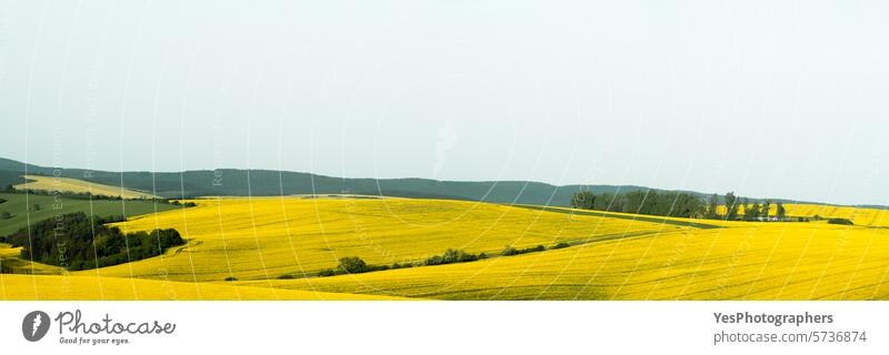 Panorama der Rapsfelder in der Region Mähren, Tschechische Republik Agribusiness Ackerbau Hintergrund schön Blüte hell Farbe Textfreiraum Landschaft Ernte