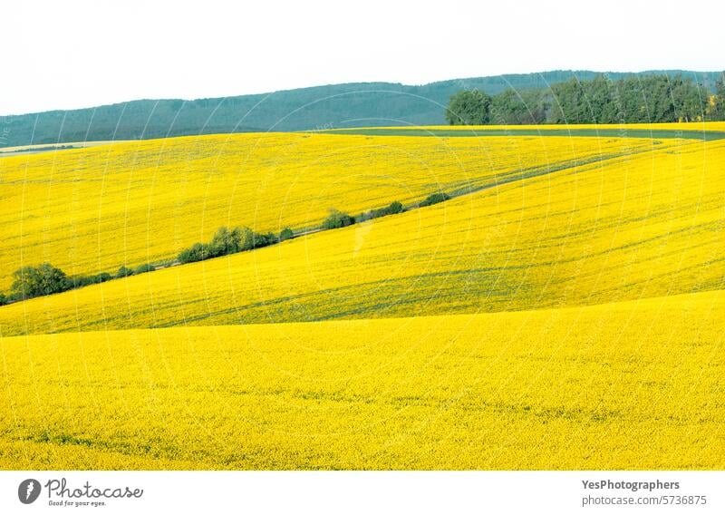 Rapslandschaft in Mähren, Tschechische Republik Agribusiness Ackerbau Hintergrund schön Blüte hell Farbe Textfreiraum Landschaft Ernte Tschechen Ökologie Umwelt