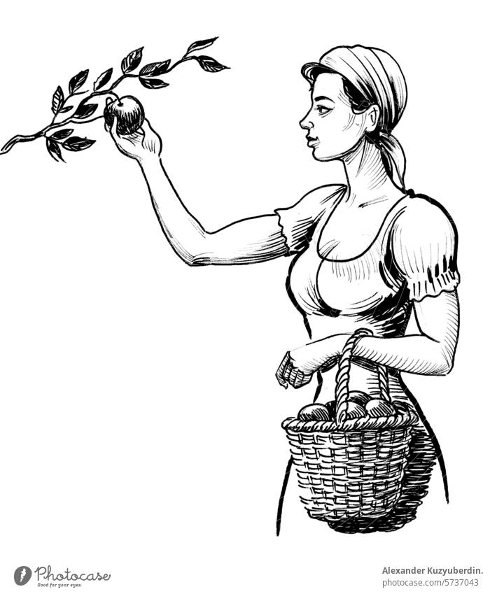Hübsche Frau pflückt Äpfel vom Baum. Hand gezeichnet Retro-Stil Illustration Ernte Apfel Früchte Kommissionierung arbeiten bäuerliche Kunst Kunstwerk Zeichnung