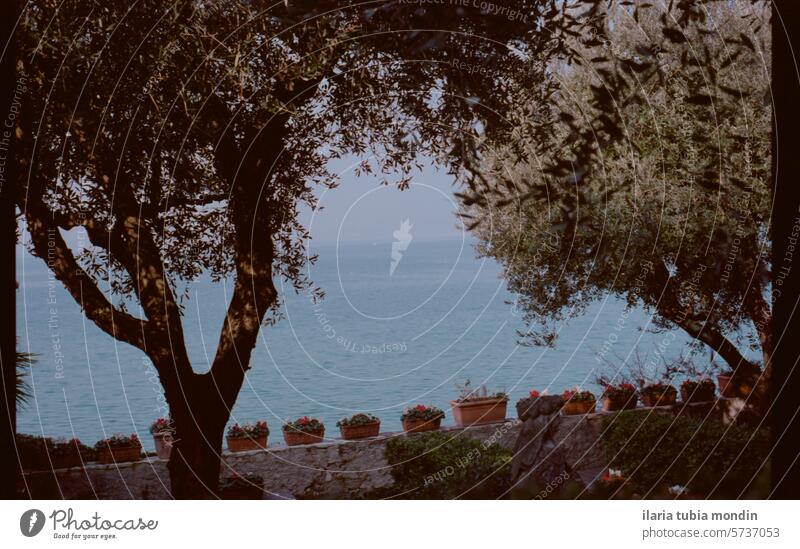 Blick auf eine Terrasse an einem blauen See mit Olivenbäumen und Blumenkübeln an einer Steinmauer blauer See Italien Garda Blumentöpfe Natur Steinwand