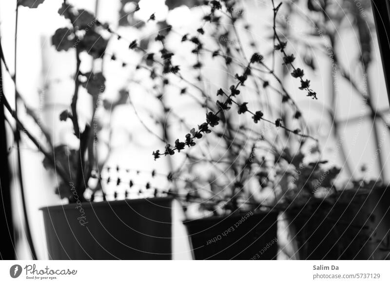 Schwarz-Weiß-Fotografie in Nahaufnahme Schwarzweißfoto schwarz auf weiß Fotos Porträt Alltagsfotografie abschließen Porträts Nahaufnahmen Photo-Shooting Pflanze