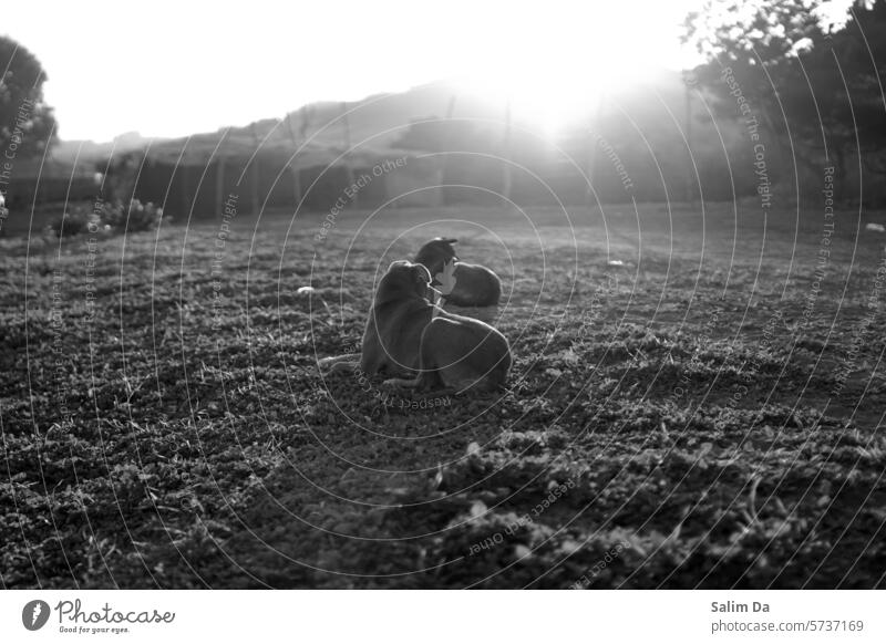 Gelassener Moment des Hundes. Schwarz-Weiß-Fotografie Schwarzweißfoto schwarz auf weiß Gelassenheit Hündchen Sonnenlicht Sonnenuntergang Sonnenstrahlen Ansicht