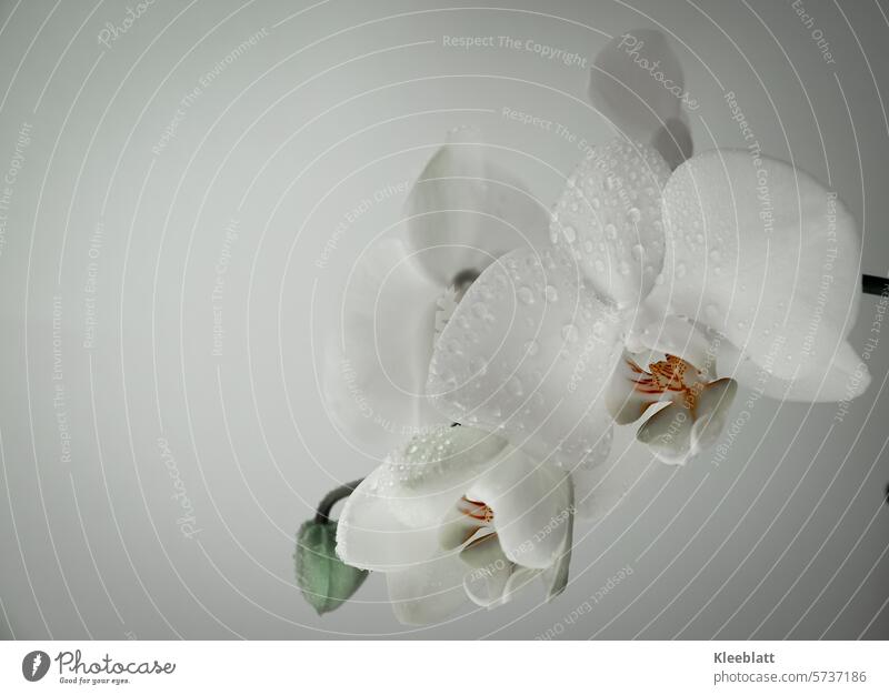 Orchidee - weiß  mit Wassertropfen Orchideenblüte Querformat Blume romantik Blüte Innenaufnahme Textfrreiraum Grußkarte Einladungskarte geschenkkarte