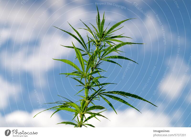 Cannabis mit Blüten, Sativa vor blauem Himmel. Legal illegal Marihuana Hanfpflanze Blätter Sucht landwirtschaftlich Botanik Knospe Cannabidiol Betäubungsmittel