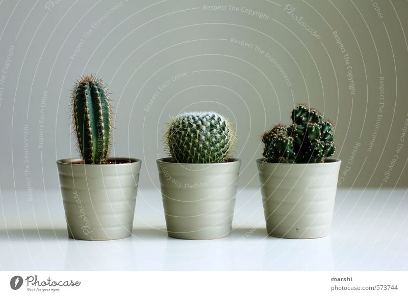 bestechendes Trio Pflanze braun grün Kaktus 3 Tannennadel Dekoration & Verzierung Freizeit & Hobby Farbfoto Innenaufnahme Tag