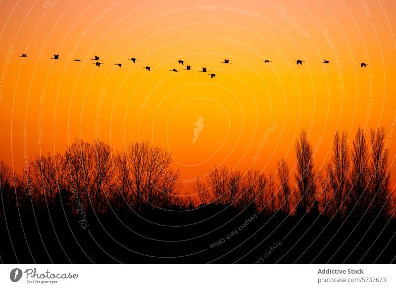 Silhouettierte Kraniche fliegen bei Sonnenuntergang Silhouette Flug orange Himmel Schwarm Vogel Tierwelt baumlinie Abenddämmerung Natur Schönheit ruhig