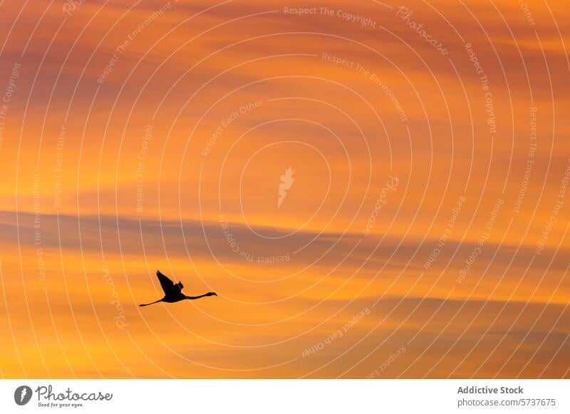 Flamingo fliegt bei Sonnenuntergang Silhouette Himmel pulsierend orange Flug Vogel Natur Tierwelt Abenddämmerung ruhig friedlich schwebend Schönheit natürlich