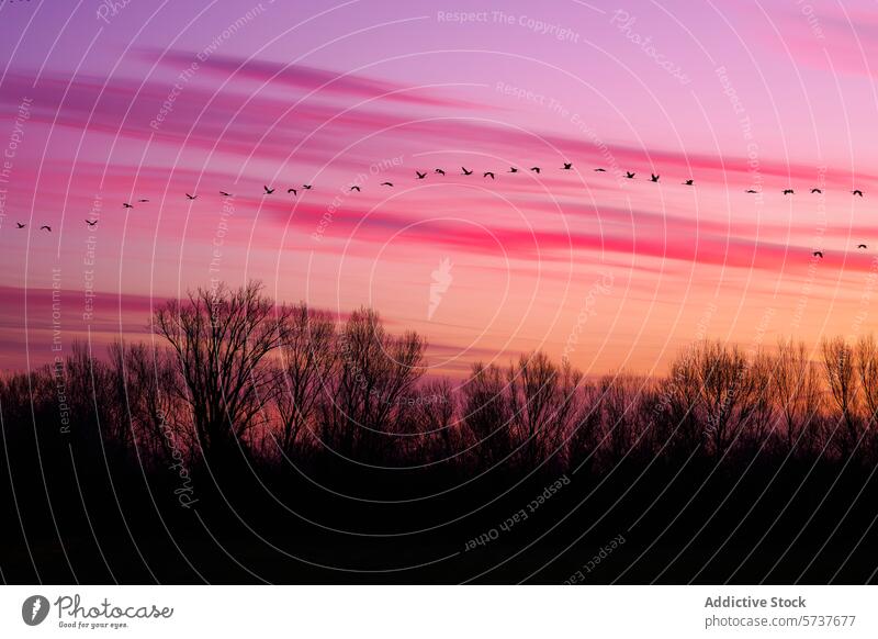 Vogelflug bei Sonnenuntergang mit rosa Himmel Silhouette Flug Natur Schönheit Abenddämmerung Schwarm zierlich friedlich im Freien Tierwelt Landschaft