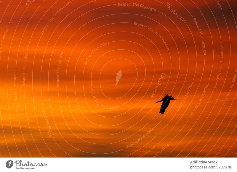 Kranich fliegt gegen einen orangefarbenen Sonnenuntergangshimmel Silhouette Himmel Abenddämmerung Dämmerung fliegen Vogel Tierwelt Natur Flug ruhig schweben