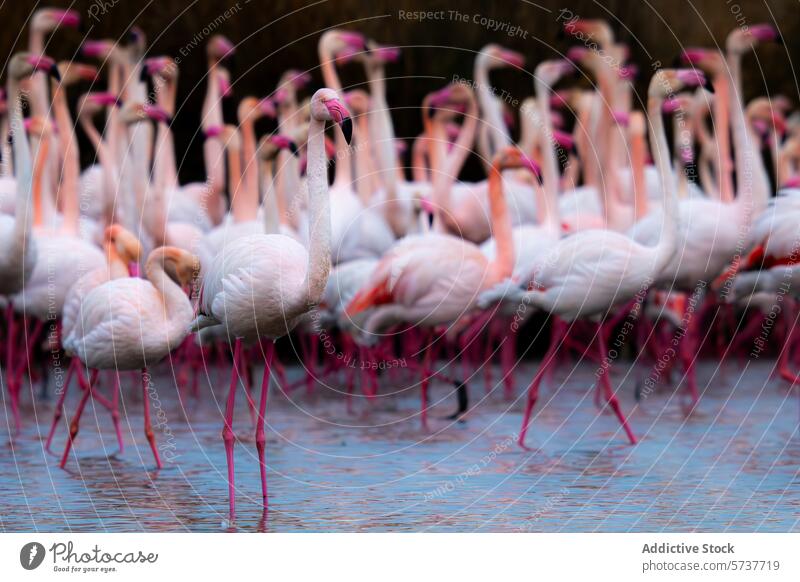 Schwarm Flamingos in ruhigen Gewässern Gemeiner Flamingo Vogel Wasservögel watend rosa weiß Feder aquatisch Natur Tierwelt Gelassenheit Teich See Stehen