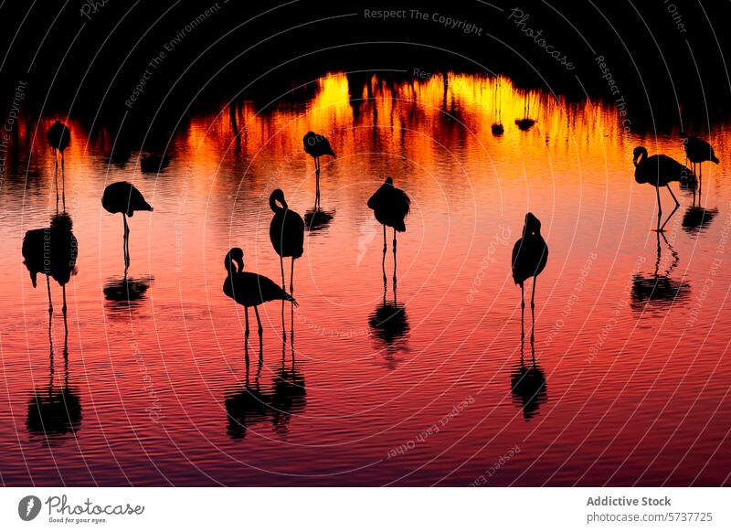 Gewöhnliche Flamingos im Sonnenuntergang Silhouette mit Reflexion Reflexion & Spiegelung Wasser Vogel Natur Tierwelt pulsierend farbenfroh Abenddämmerung