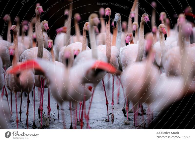 Ein Schwarm Flamingos watet im flachen Wasser Vogel Tierwelt rosa Feder Bein watend Menschengruppe pulsierend Natur Stehen seicht Teich See wild Fauna Gefieder