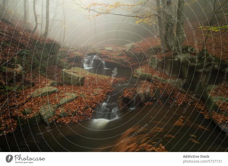 Nebliger Buchenwald und Bach von Montseny in Katalonien montseny Buchsbaum Wald Szene neblig fließend Herbst Blätter gefallen sanft Wasser Nebel Waldgebiet