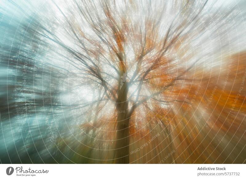 Ätherischer Herbst-Buchenwald in Katalonien Buchsbaum Wald montseny ätherisch Bewegung Unschärfe Baum künstlerisch Foto herbstlich Einfluss Natur malerisch