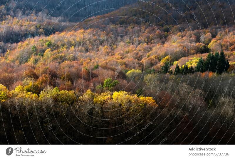 Herbstliche Farbtöne im Buchenwald von Montseny, Katalonien montseny Buchsbaum Wald Farben Natur Landschaft sonnenbeschienen Pflaster Bäume Laubwerk