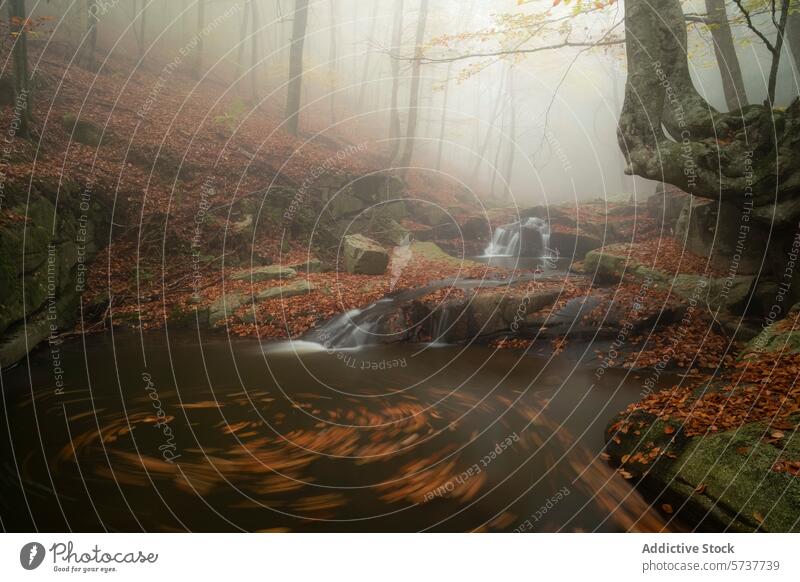 Nebliger Montseny-Buchenwald mit Bach im Herbst montseny Buchsbaum Wald Katalonien strömen Blätter Nebel Gelassenheit Morgen Natur Waldgebiet malerisch