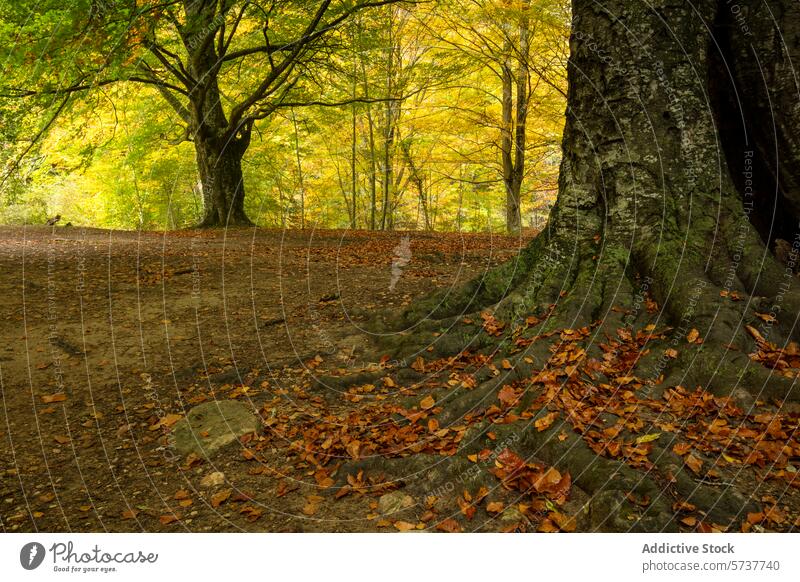 Herbstliche Pracht im Buchenwald von Montseny, Katalonien montseny Buchsbaum Wald Baum Wurzeln natürlich Schönheit Landschaft fallen Blätter golden gelb braun