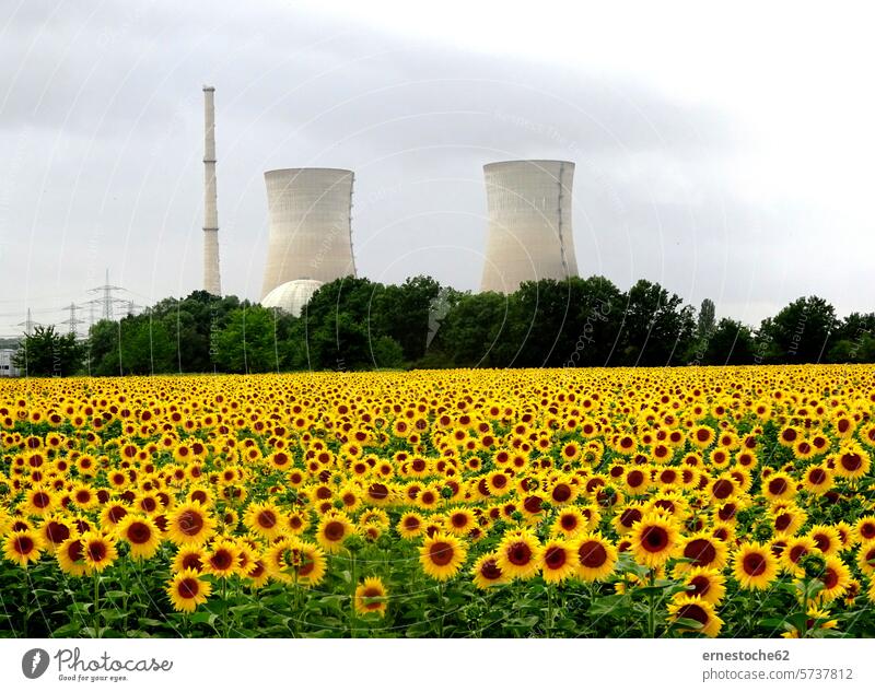 Atomkraftwerk und Sonnenblumen in Grafenrheinfeld am Main Sonnenblumenfeld KKW gelb