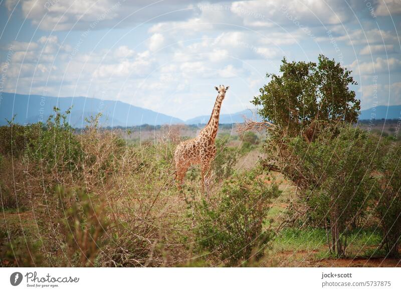 Giraffe hat den Überblick Kenia Tier Afrika Safari Natur Säugetier Tierwelt Savanne Landschaft Wolken Himmel Baum Wildnis authentisch Pflanzenfresser natürlich