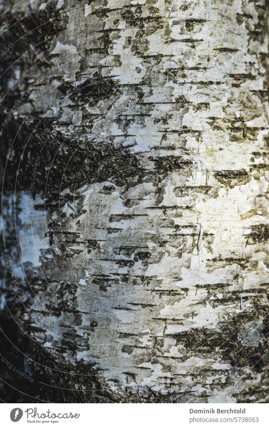 Birke im Detail baum birkenstämme Rinde Baumrinde Birken Natur Wald wachsen Nahaufnahme Detailaufnahme leben natürlich pflanze Makro Baumstamm baumaterial