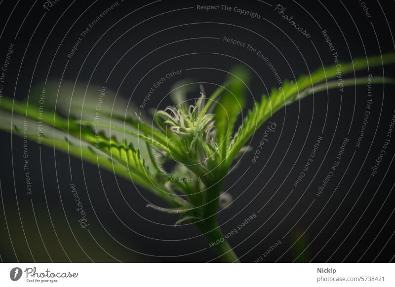 Nahaufnahme einer Hanfpflanze in der Blüte Cannabis Marihuana Cannabis indica Legalisierung cannabis sativa medizinisches Marihuana Homegrow legalisieren