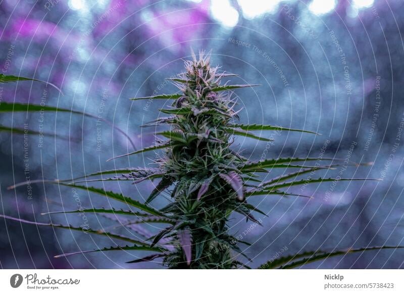 Nahaufnahme einer Hanfpflanze in der Blüte unter UV-Licht Cannabis Marihuana Cannabis indica Legalisierung cannabis sativa medizinisches Marihuana Homegrow