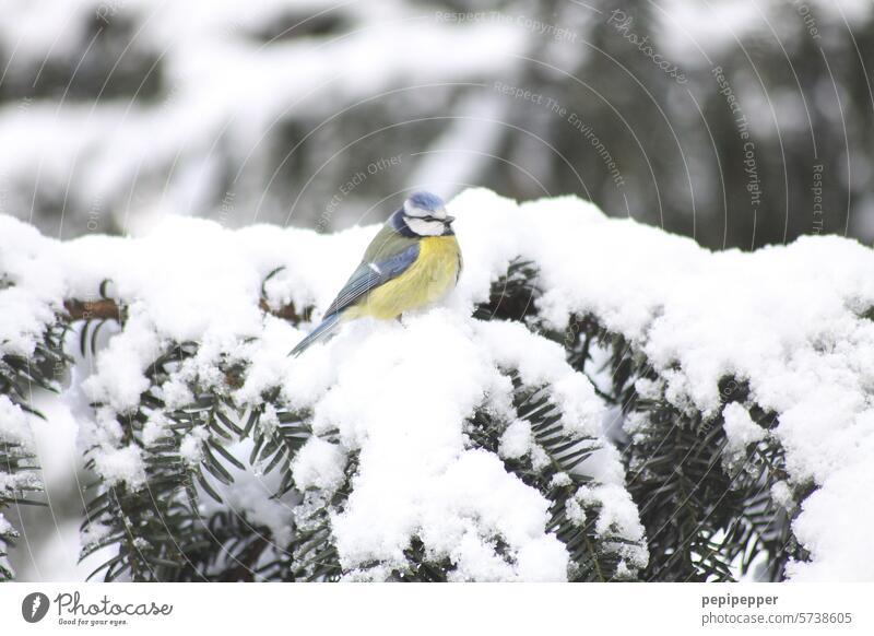 Blaumeise im Schnee Vogel Natur Außenaufnahme Tierporträt Farbfoto Meise Meisen Wildtier Winter Winterstimmung Winterstille Winterstillleben Garten Vögel