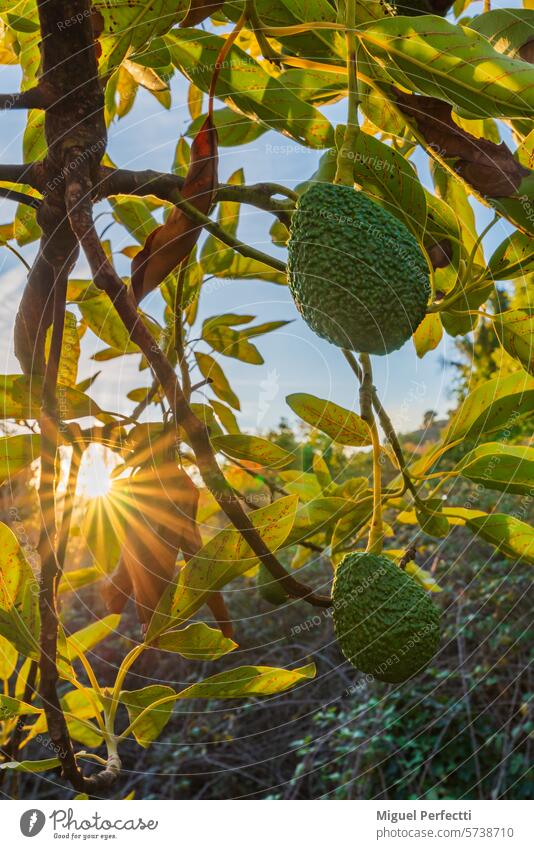 Avocados der Sorte Hass, die für ihre raue Schale am Baum bekannt sind und an der Küste von Granada angebaut werden. Frucht Blatt tropisch Sonnenlicht
