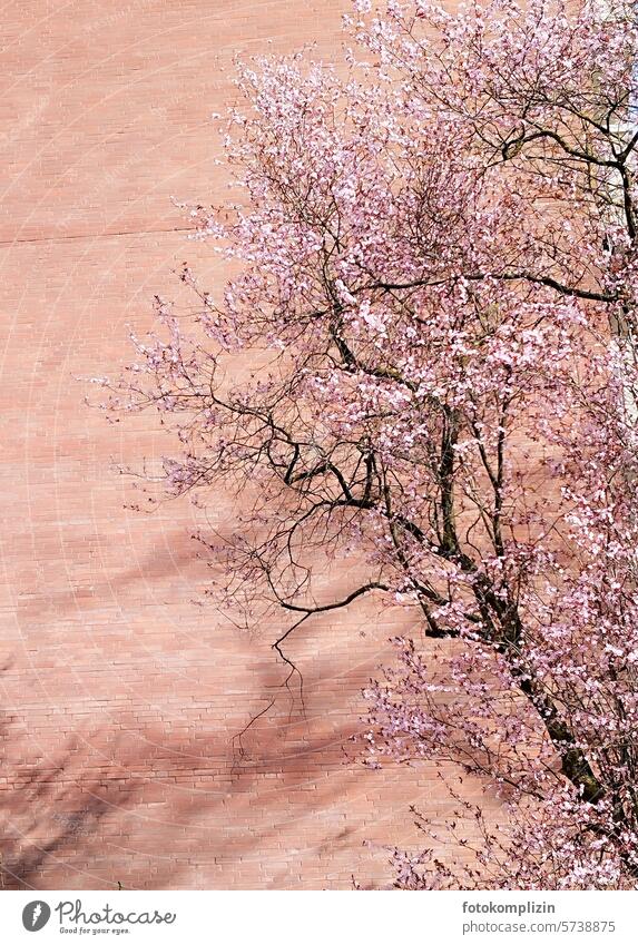 rosa blühender Kirschbaum japanische Kirschblüte Kirschblüten Baum Frühling Blühend Blüte Frühlingsgefühle rosafarbenen Blüten Frühlingstag Wand Mauer Hauswand
