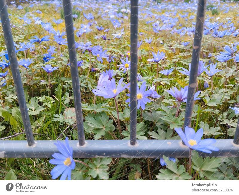 blaue Anemonen hinter Metallzaun Frühblüher blühen Blümchen Frühling Frühlingsgefühle Frühlingsblume Frühlingstag Frühlingserwachen Frühlingsbote erblühen Blüte