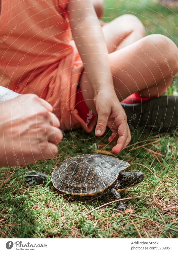 In einem Moment sanfter Neugier streckt ein anonymes Kind die Hand aus, um eine Schildkröte zu berühren, die in einer Sommerschule auf dem Bauernhof liegt und die Natur erkundet