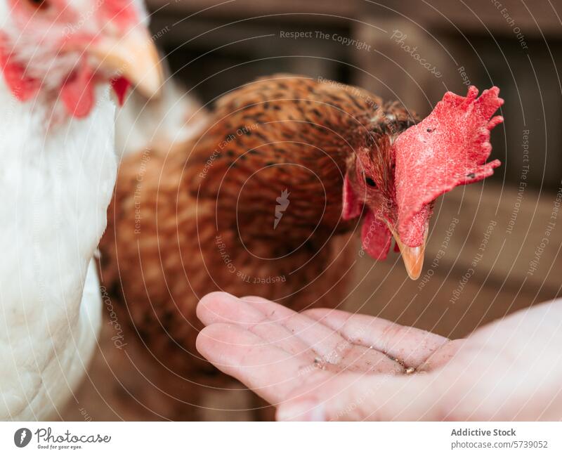 Nahaufnahme eines Huhns, das vorsichtig nach Körnern in der ausgestreckten Hand einer anonymen Person pickt, um die Interaktion zwischen Mensch und Tier auf einem Bauernhof zu veranschaulichen