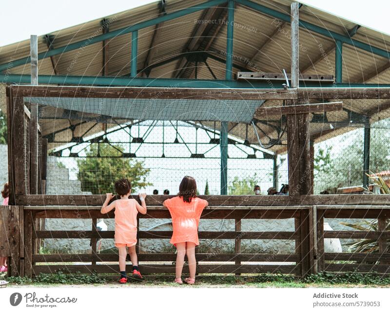Rückenansicht von zwei Kindern, die auf Zehenspitzen stehen, um in ein Gehege mit Bauernhoftieren zu schauen, eingetaucht in die Entdeckerfreuden einer Sommer-Bauernhofschule