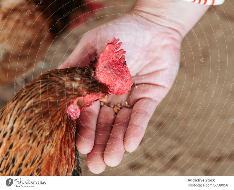 Nahaufnahme eines Huhns, das von einer anonymen Person aus der offenen Hand gefüttert wird, was das Vertrauen und die Interaktion zwischen Mensch und Nutztier verdeutlicht