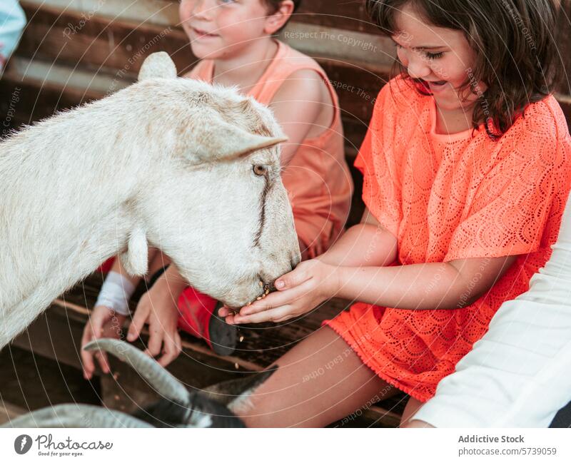 Ein Mädchen bietet einer neugierigen Ziege behutsam Futter an, während ein Junge sie beobachtet, während eines lebhaften Sommertages in einem Bauernhofschulprogramm