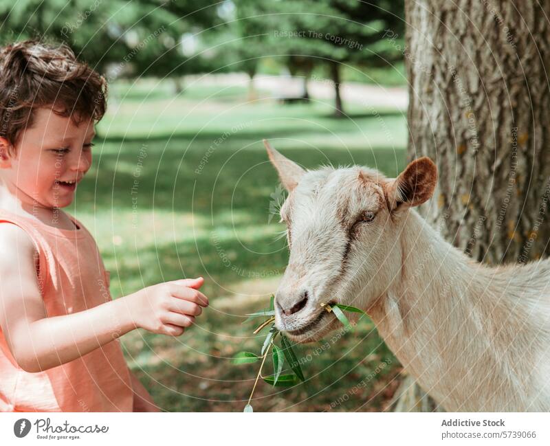 Ein übermütiger Junge lacht, als er einer freundlichen weißen Ziege in einem grünen Park an einem sonnigen Sommertag draußen ein Blatt füttert. Kind füttern