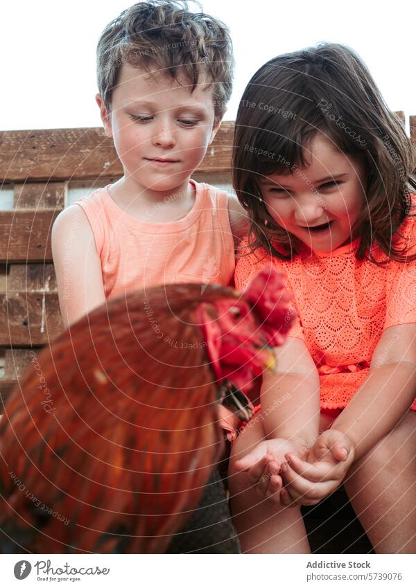 Ein Junge und ein Mädchen zeigen Aufregung und Freude, während sie an einem Sommertag in einer Bauernhofschule mit einem lebhaften Hahn interagieren Kind