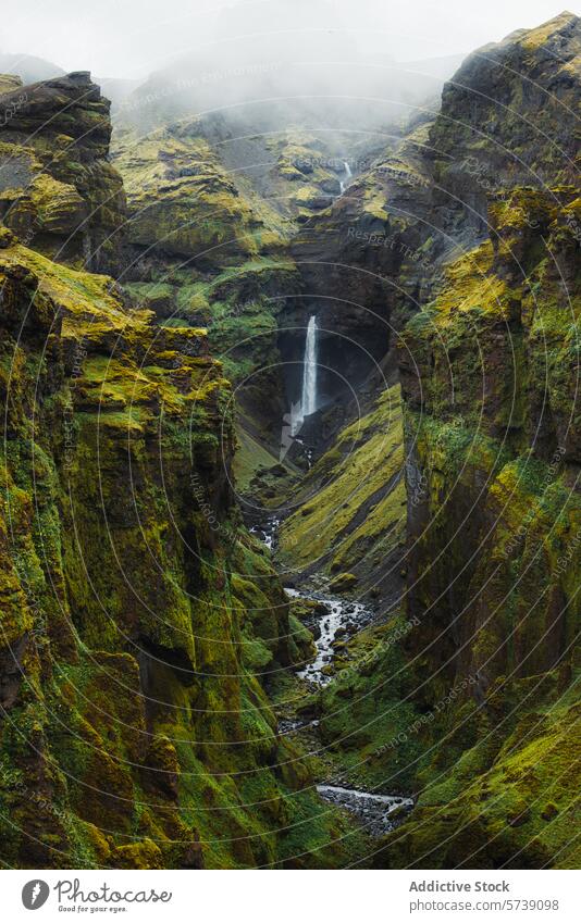 Üppiger Canyon-Wasserfall in der isländischen Wildnis Island Schlucht üppig (Wuchs) Moos Nebel Landschaft Natur grün strömen Klippen Felsen neblig im Freien