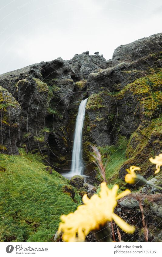 Gelassener Wasserfall inmitten üppiger Vegetation in Island Grün Landschaft Natur Moos robust Gelassenheit fließen im Freien ruhig Schönheit natürlich Umwelt