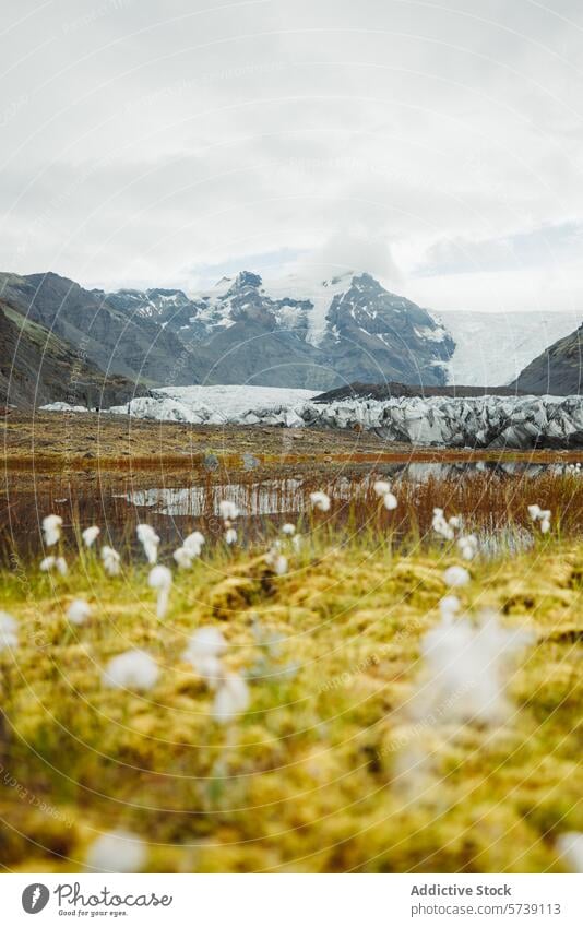 Gelassene Gletscherlandschaft mit Flora in Island Berge u. Gebirge Gelassenheit Landschaft ruhig robust majestätisch Szene Natur reisen im Freien Wildnis